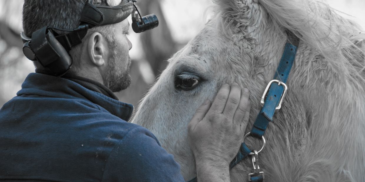 Connecting with Horses Outdoors for Healing