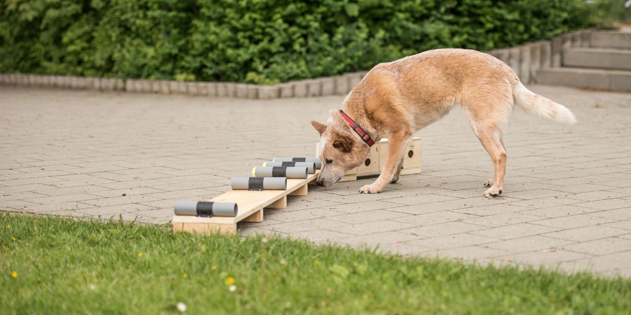 Dog sniffing on a wooden platform outdoors.