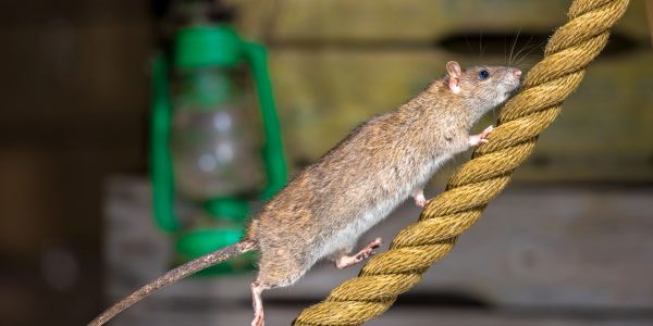 A rat climbing a thick rope indoors.