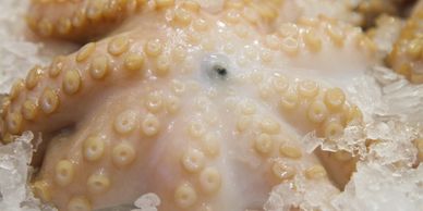 Close-up of an octopus on ice.