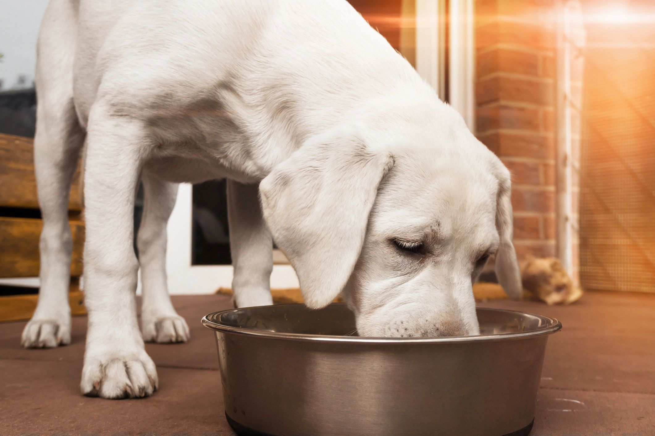 White Labrador dog eating from a stainless steel bowl.