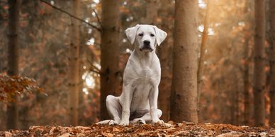 A white dog sitting calmly in a forest with autumn colors.