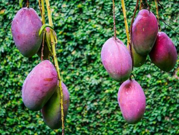 Mangos morados colgando de las ramas.
