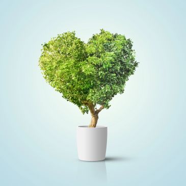 A heart-shaped tree in a white pot against a light background.