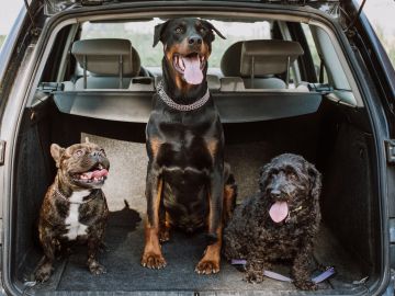 Three happy dogs sitting in the back of a car.