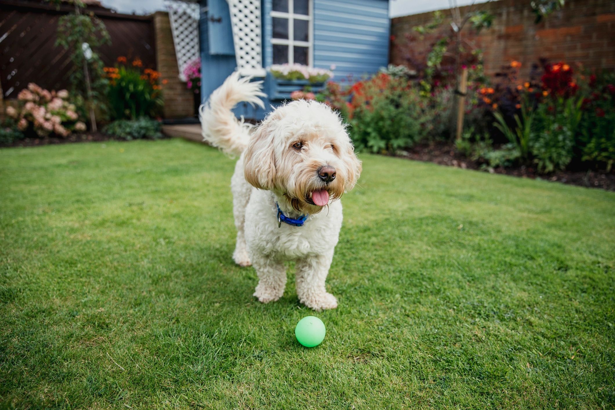 Find Your Perfect Cockapoo Puppy at Bear Creek Farms Cockapoos