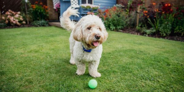 A dog standing on grass near a green ball.