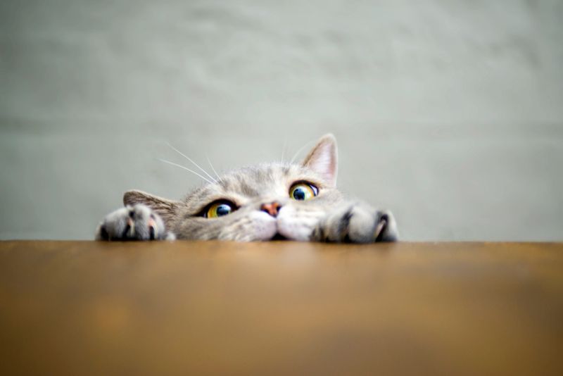 Obese Cat Series