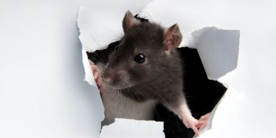 A curious black rat peeks through torn white paper.