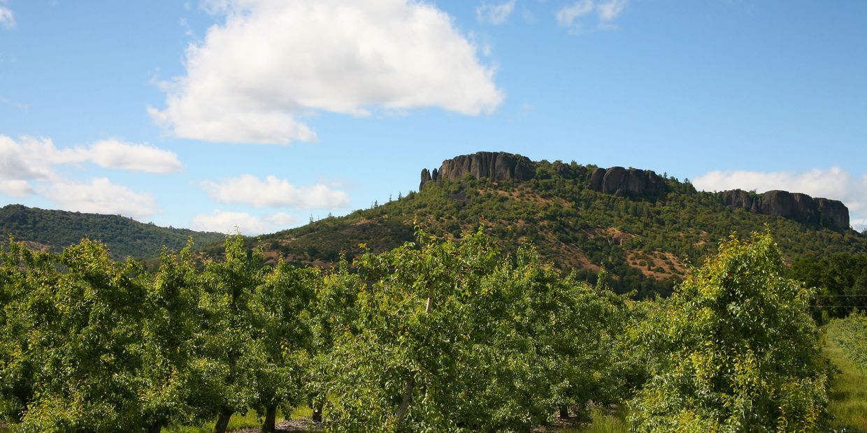 Green orchard in Southern Oregon with a scenic mountain ridge under a blue sky.