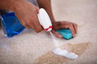 Close-up of a professional carpet cleaning process showing carpet spot removal technique.