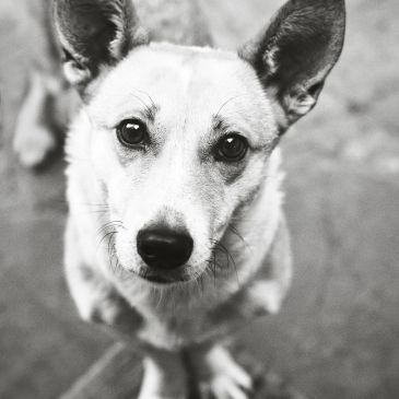 Close-up black and white photo of a dog looking at the camera.