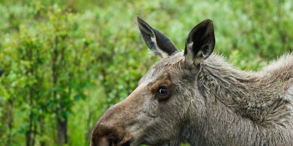 Close-up of a moose against a green background.