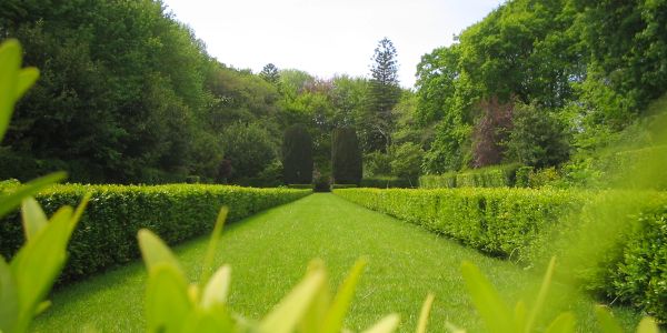 Green garden pathway with trimmed hedges.