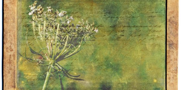 A delicate white flower against a textured green and yellow background.