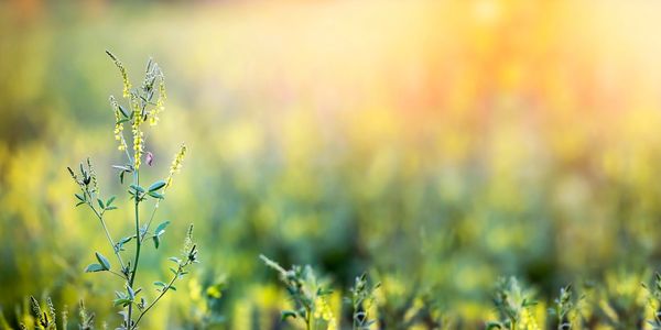 Bees gathering nectar from wildflowers to create 100% raw, pure honey for delicious, creamed honey.