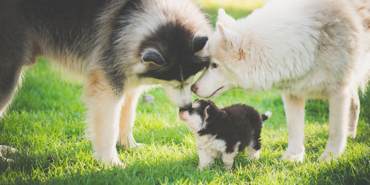 Two adult huskies and a puppy touching noses on a sunny lawn.