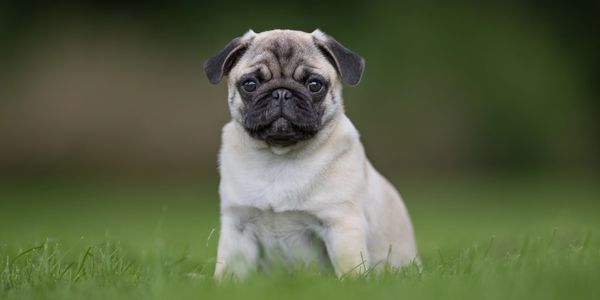 A small AKC pug puppy sitting on green grass with a blurred natural background.