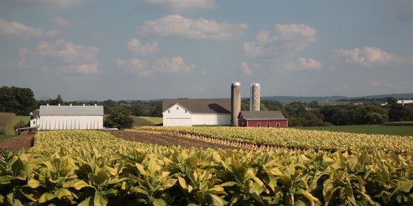 All American Tobacco Used for Kazooks Grabba Company Premium Crushed Tobacco Products