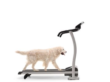 Dog treadmill walking exercise health daycare boarding overnight stay kennel 
