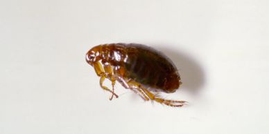 Close-up of a brown flea on a white surface.