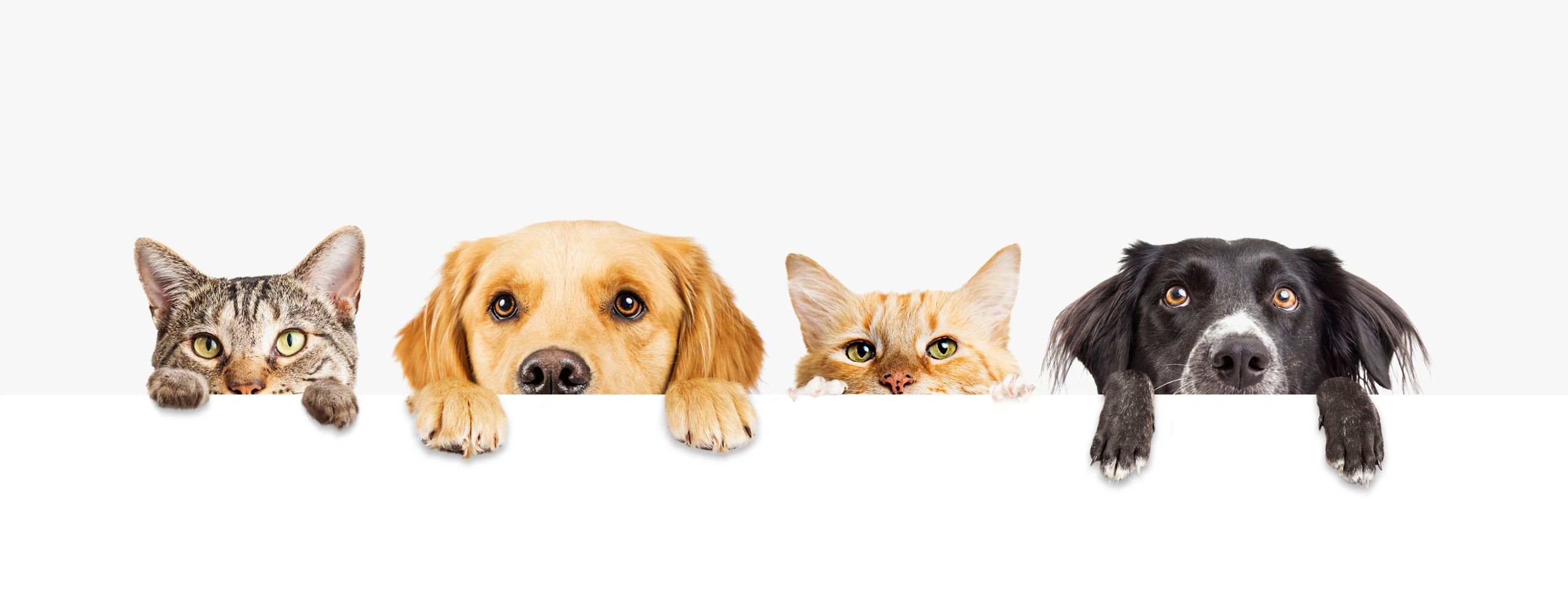 Variety of pets