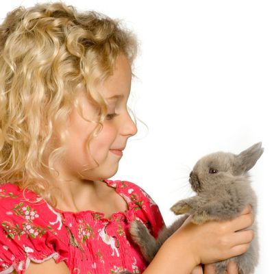 Young girl holding and smiling at a fluffy gray bunny.
