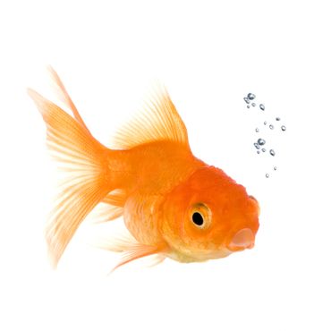 A vibrant orange goldfish swimming with bubbles against a white background.