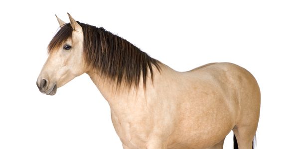 Light brown horse with dark mane standing sideways on white background.