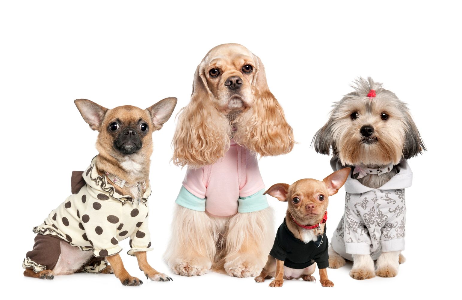 Four small dogs dressed in colorful hoodies sitting against a white background.