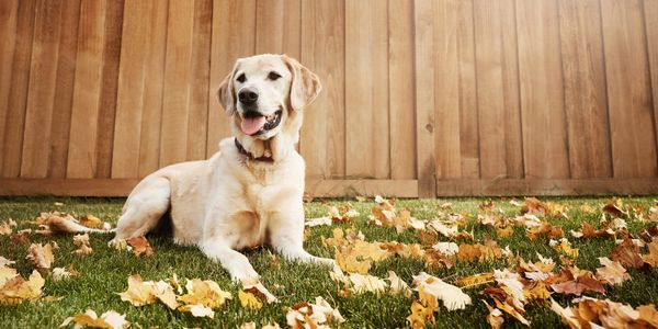 Happy dog resting on grass with autumn leaves.