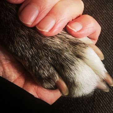 Human hand holding a dog's paw.