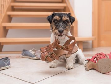 Dog holding a brown sandal in its mouth near scattered shoes by the stairs.
