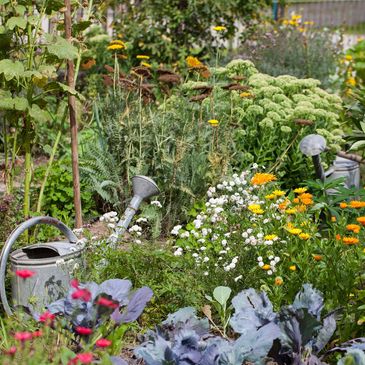 A colorful garden with a watering can among blooming flowers and plants.