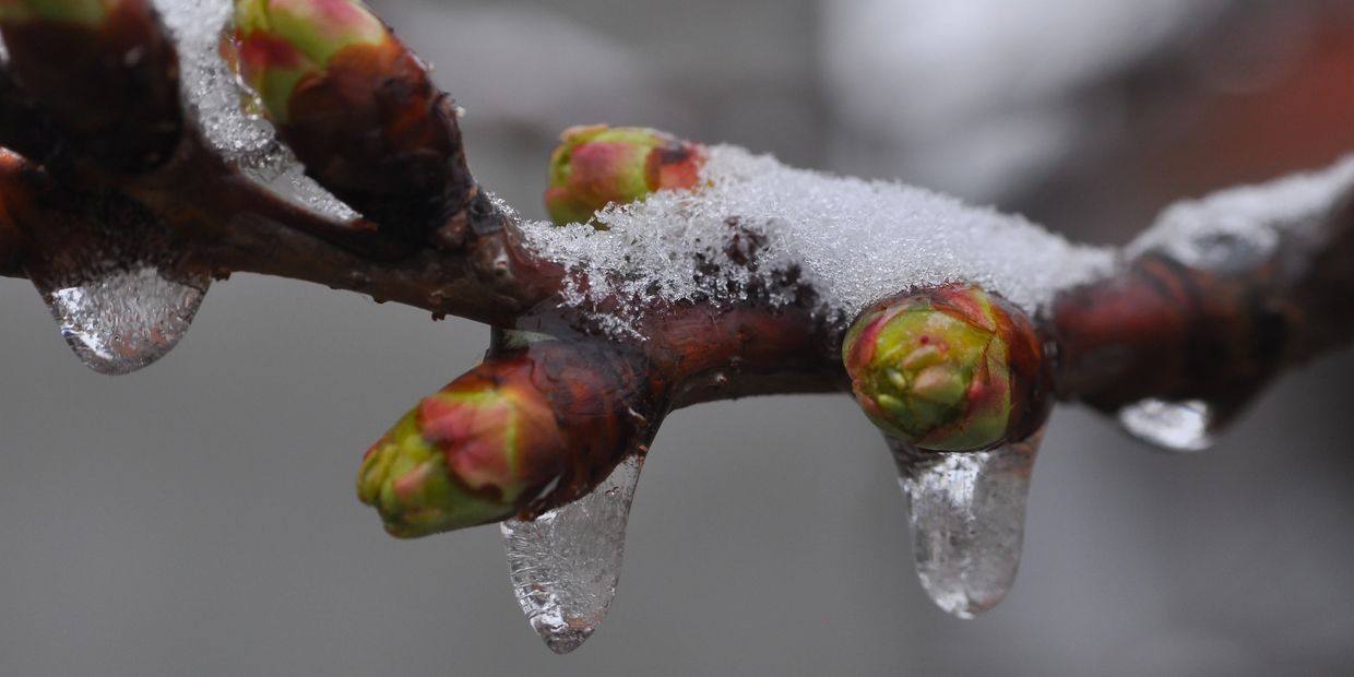 orchard frost protection