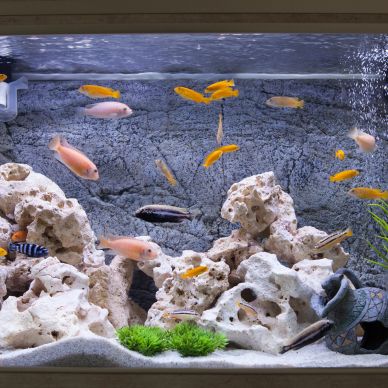 Colorful fish swimming in a decorated aquarium.