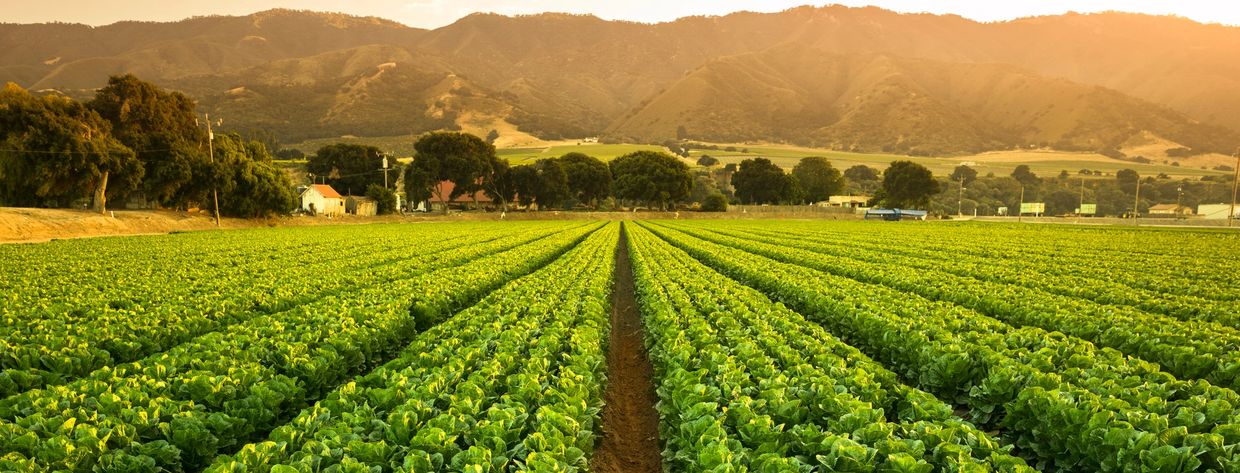 Lush green field with mountains in the background.