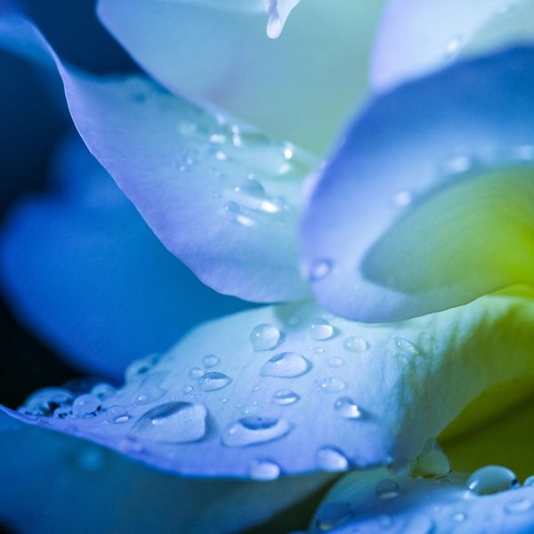 Close-up of blue flower petals with water droplets.