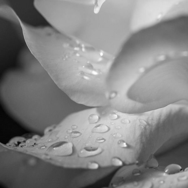 Close-up of blue flower petals with water droplets.