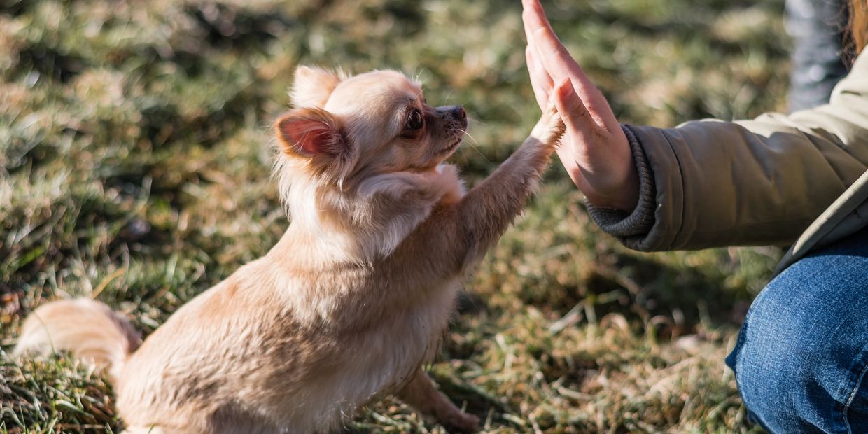 A small dog giving a high five to a person outdoors.