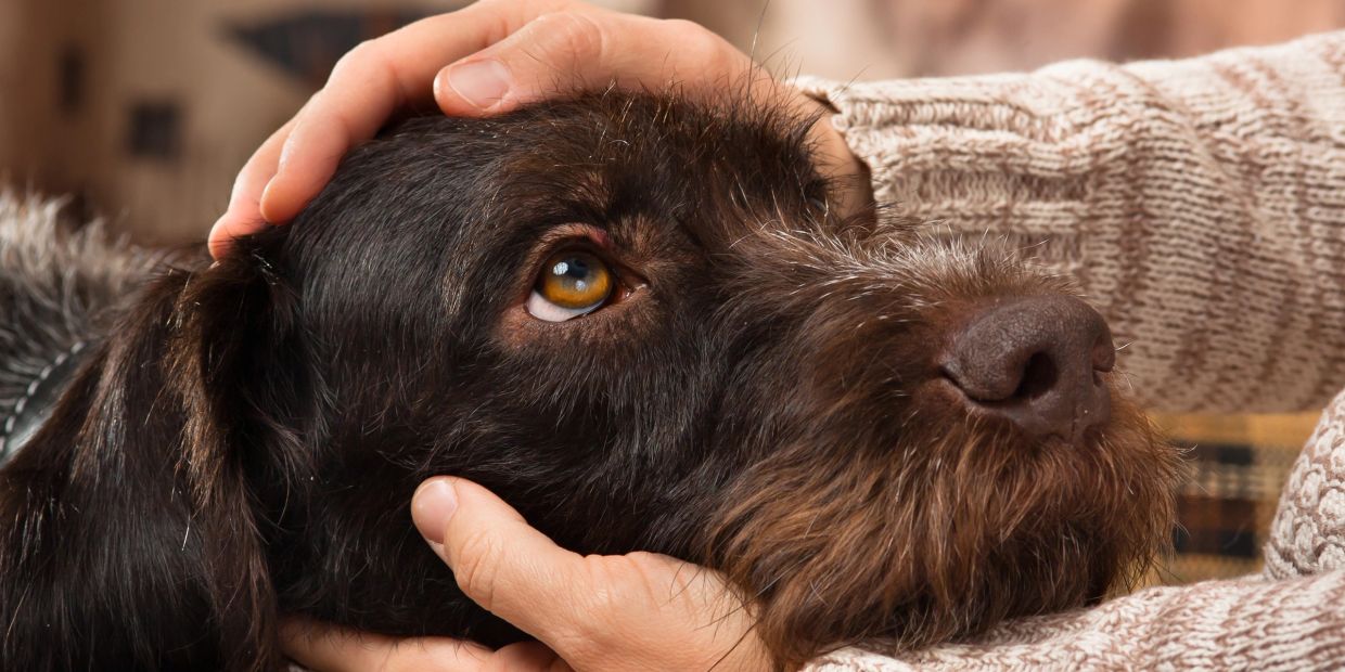 Person gently petting a dog's head.