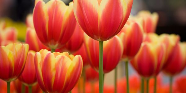 Close-up of vibrant orange and yellow tulips in bloom.