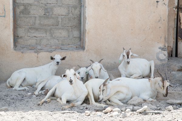 
A herd of mostly white goats resting in the shade next to a wall.
