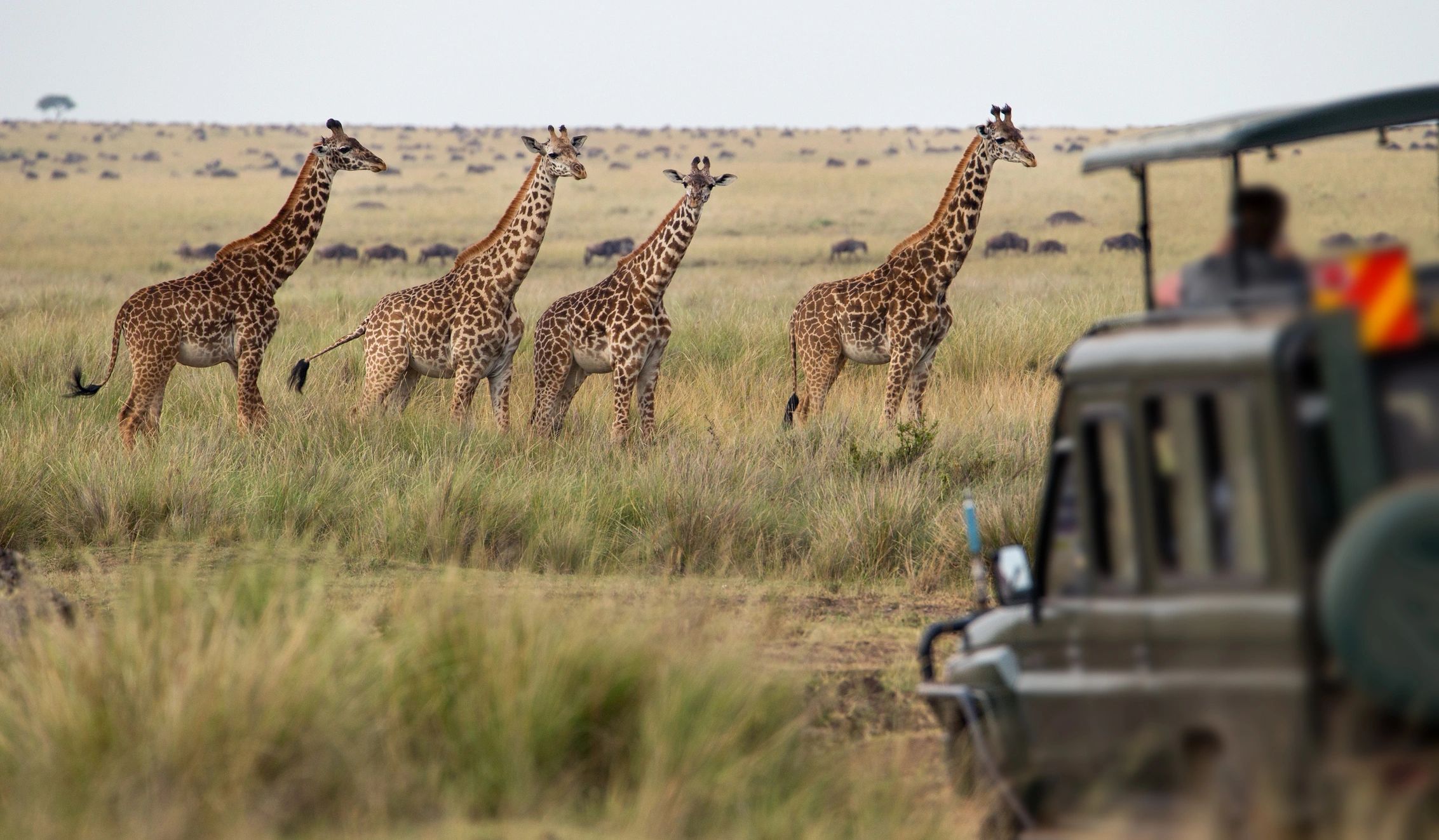 Tanzania African safari hunt.
