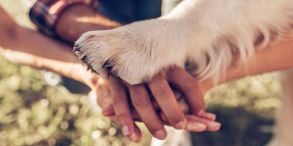 Human and dog hands together.