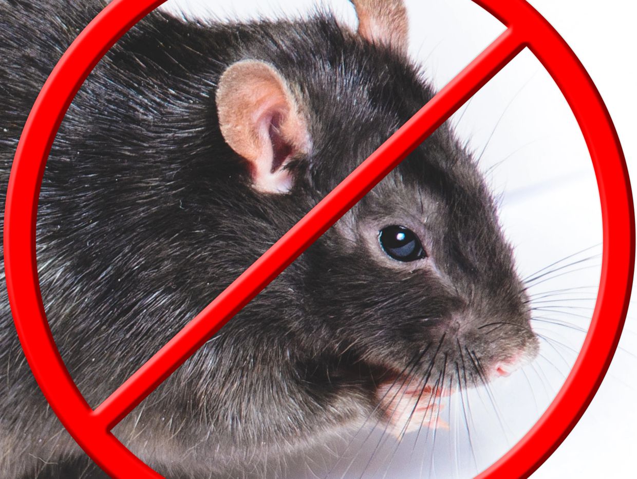 No rats allowed symbol with a rat inside a red prohibited sign.