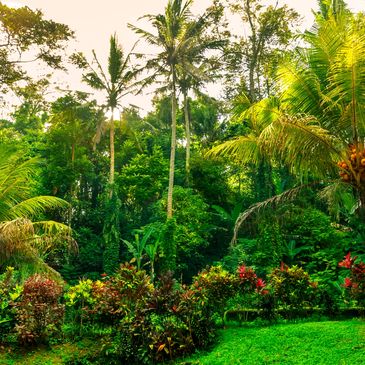 Lush tropical garden with palm trees and vibrant foliage.