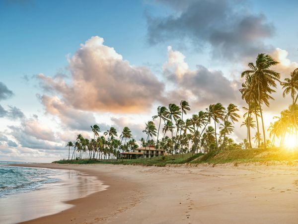 Sunny beach with palm trees and gentle waves.
