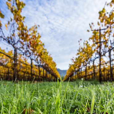 Dew-covered grass with vineyard rows and cloudy sky in the background.