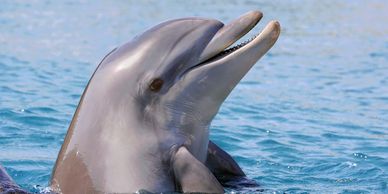 A dolphin peeks out of the blue ocean water.